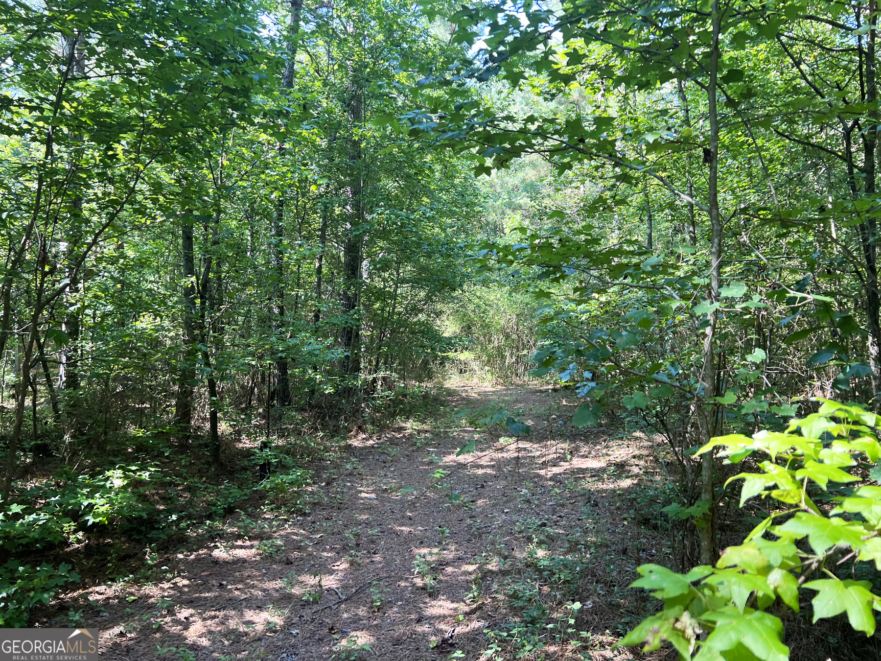 0 Booger Hollow Road Rome, GA 30161 - Photo 18 of 29 a view of a forest with trees in the background