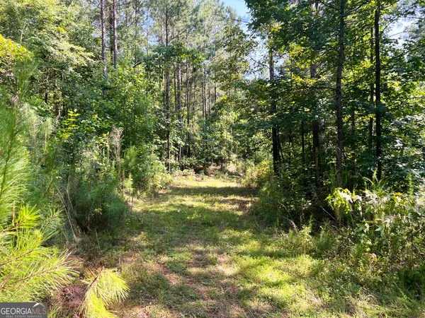 a view of forest