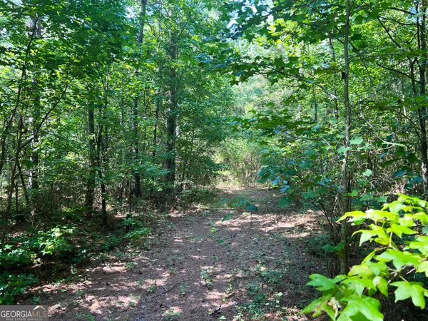 a view of a forest with trees