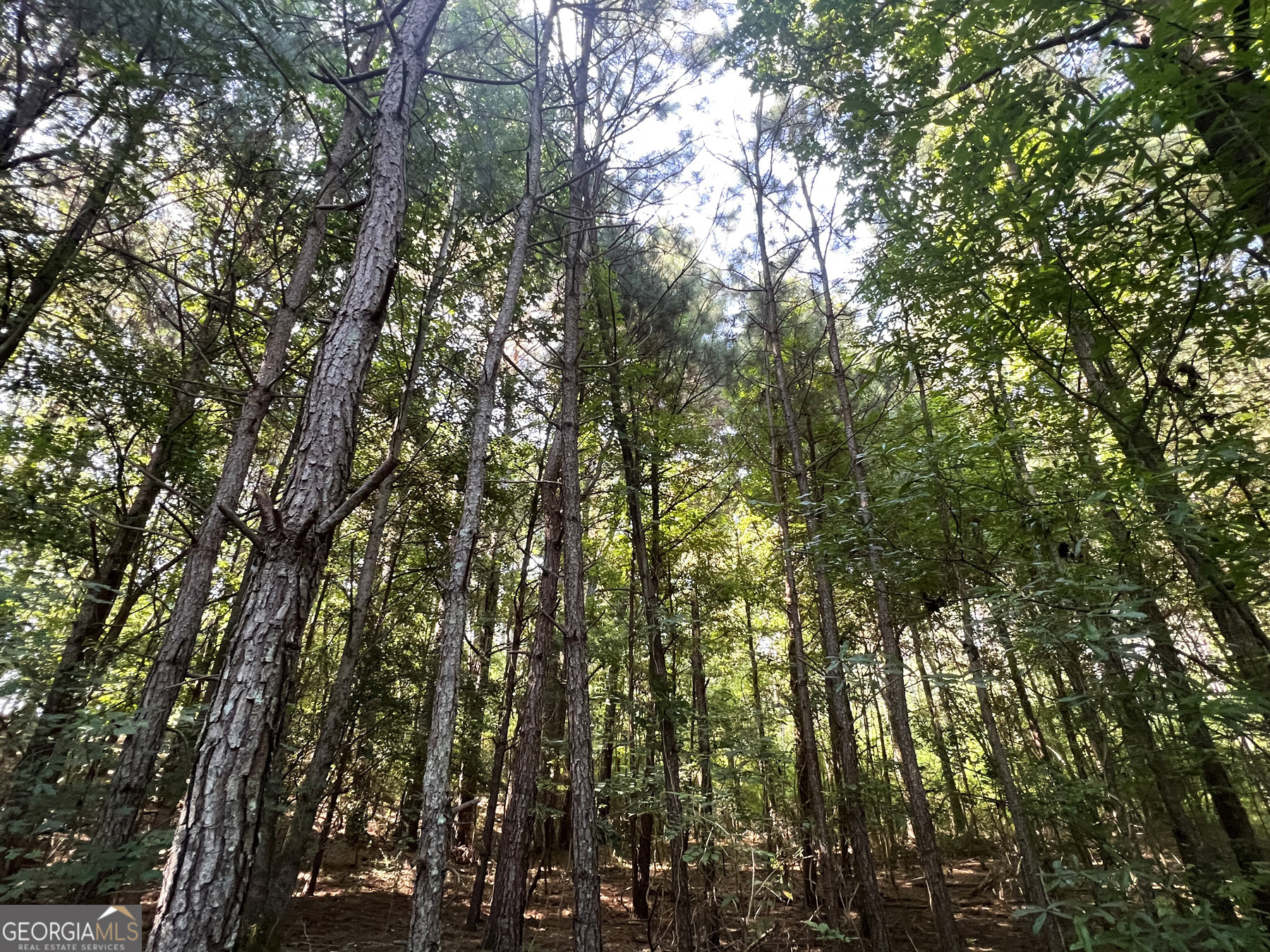 0 Booger Hollow Road Rome, GA 30161 - Photo 25 of 29 a view of forest
