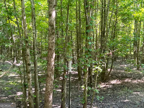a view of forest