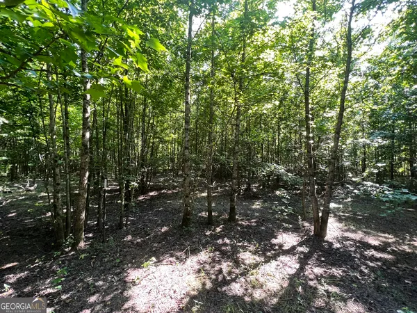 a view of forest