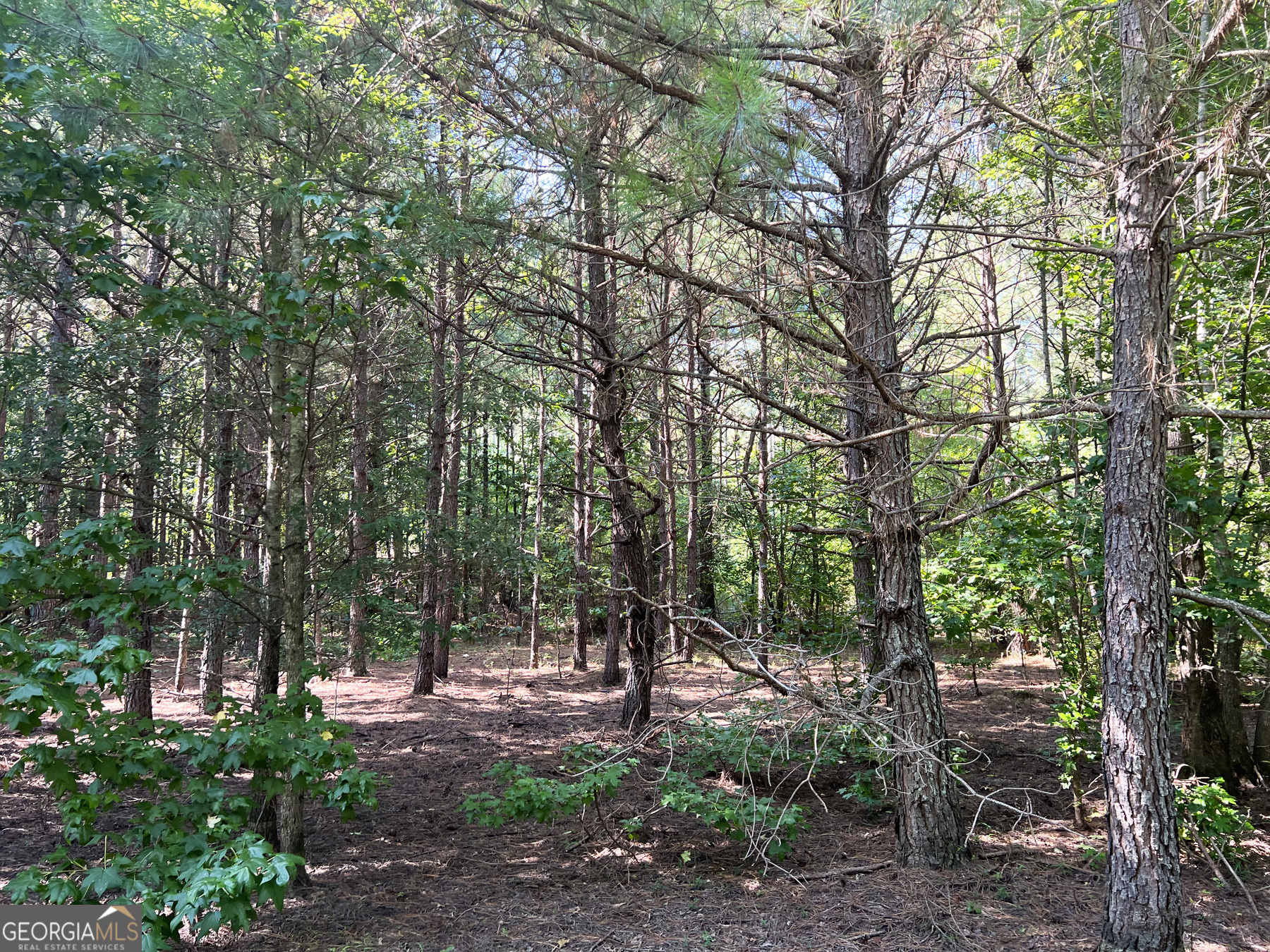 0 Booger Hollow Road Rome, GA 30161 - Photo 28 of 34 a view of a forest with trees