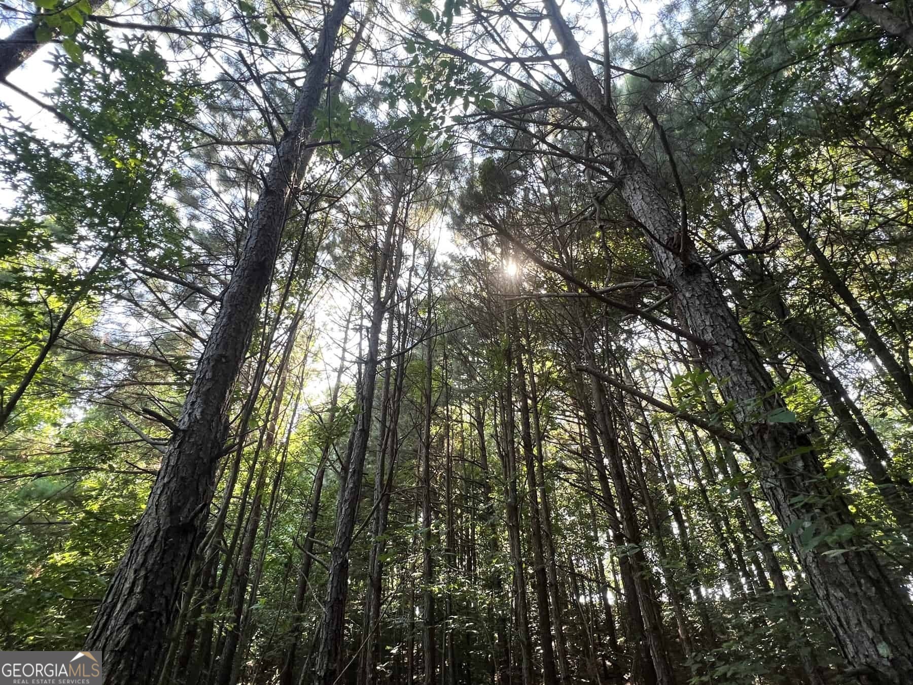 0 Booger Hollow Road Rome, GA 30161 - Photo 5 of 6 a view of forest