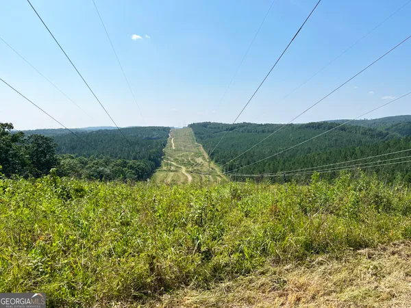a view of forest