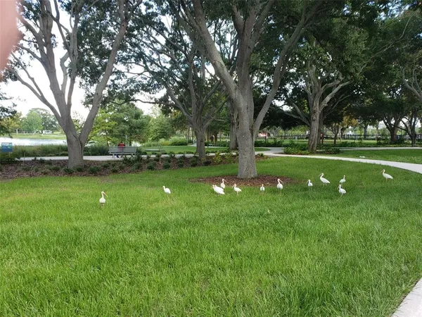 a view of yard with grass and trees