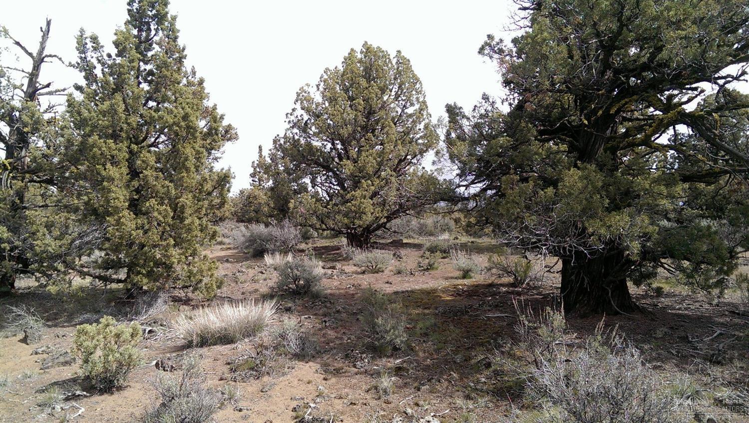 62960 Waugh Road Bend, OR 97701 - Photo 11 of 24 a view of a forest with lots of trees