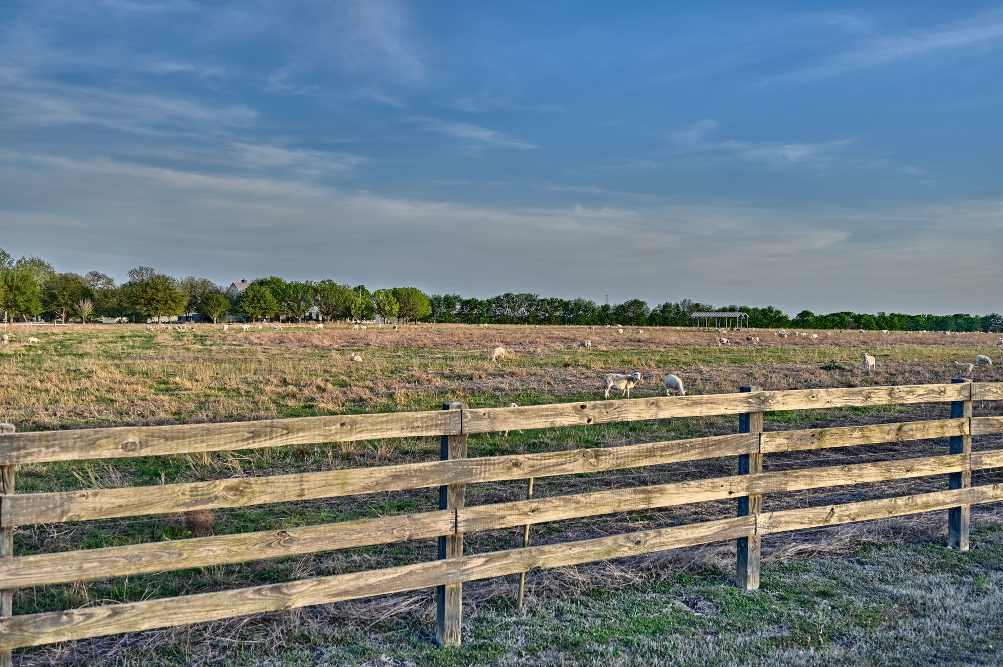 5255 Ganske Road Burton, TX 77835 - Photo 38 of 46 This photo showcases a serene rural landscape with a wooden fence in the foreground, open grassy fields, and sheep grazing. The backdrop features a line of trees under a clear blue sky, evoking a peaceful country atmosphere.