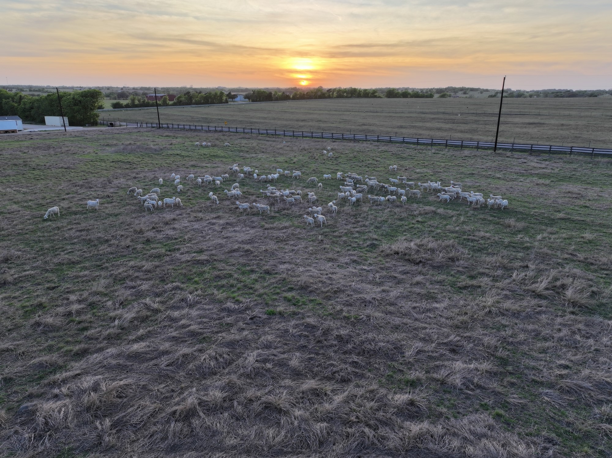 5255 Ganske Road Burton, TX 77835 - Photo 45 of 46 Expansive rural landscape at sunset featuring a flock of sheep grazing in an open field, with a serene horizon and distant trees. Ideal for those seeking a peaceful, pastoral setting.