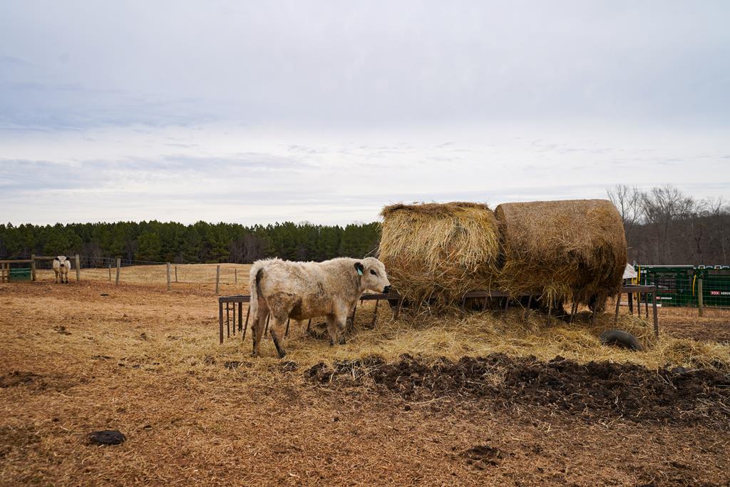 4031 Marion Road Chatham, VA 24531 - Photo 23 of 55 Gallery Image 23
