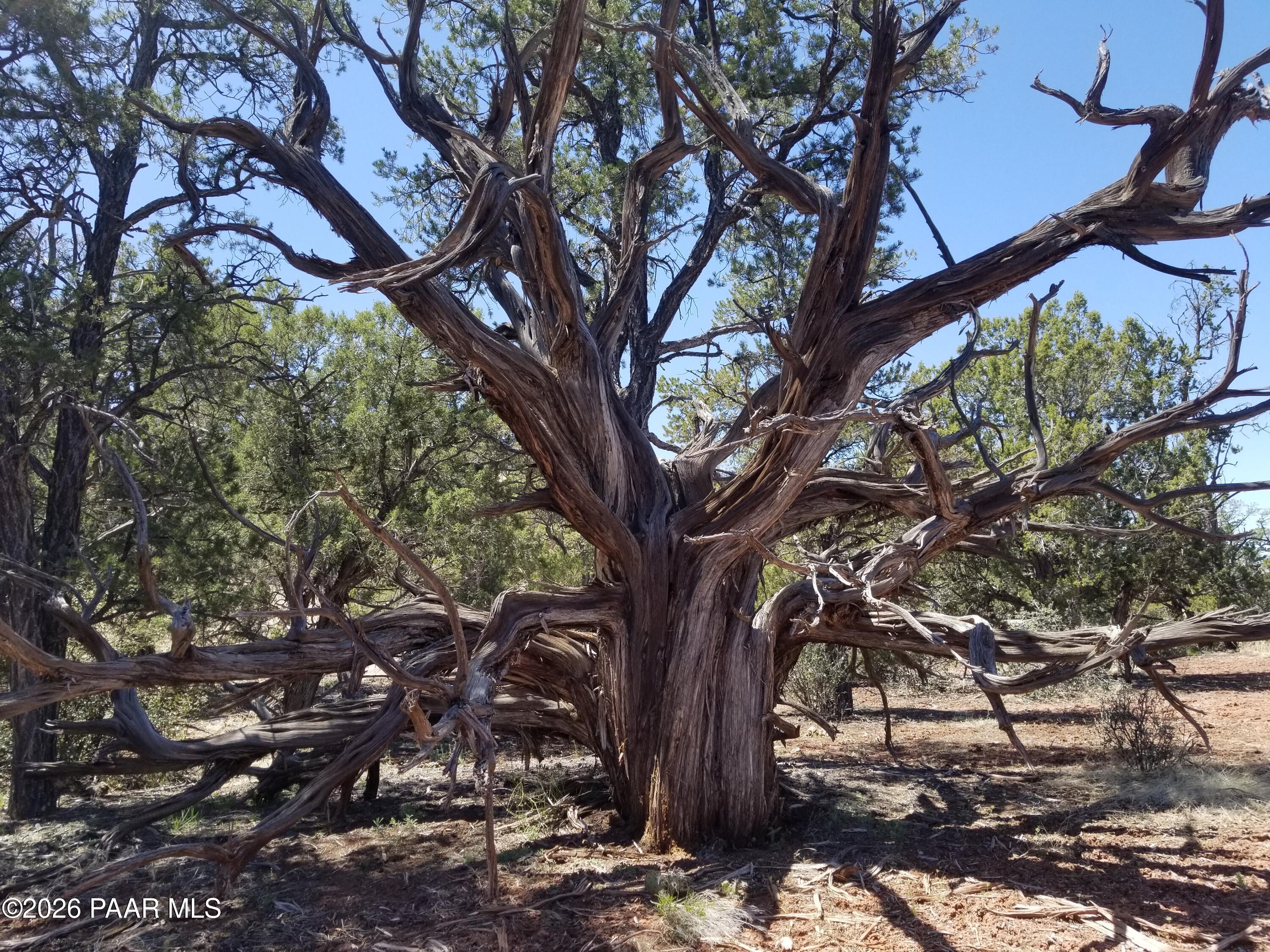 446 Arizona Road Ash Fork, AZ 86320 - Photo 3 of 13 77