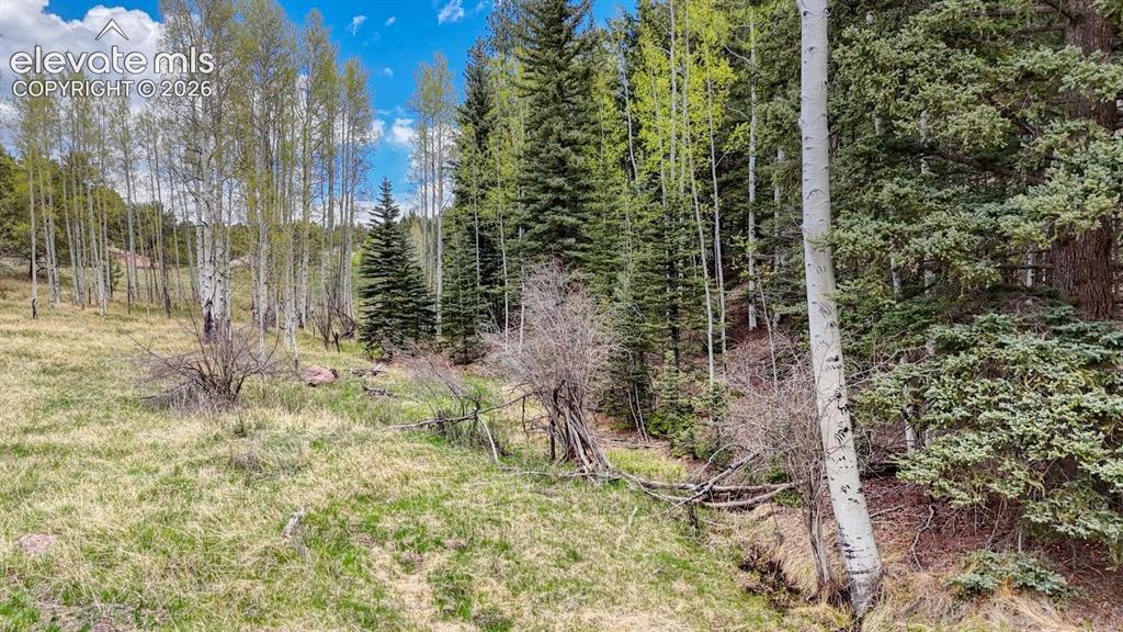 42 Rabbit Circle Florissant, CO 80816 - Photo 7 of 20 a view of a forest with trees
