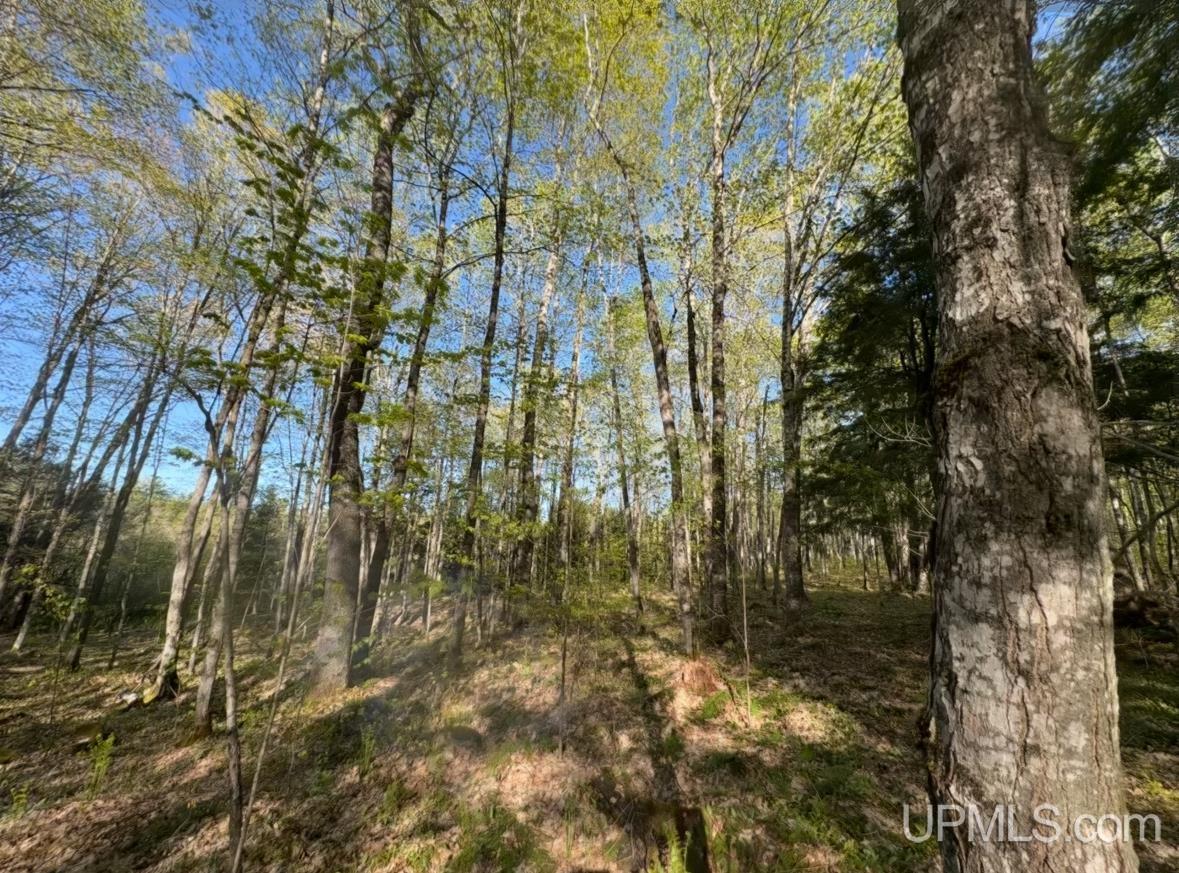 94-acres Peter White Road Deerton, MI 49822 - Photo 9 of 24