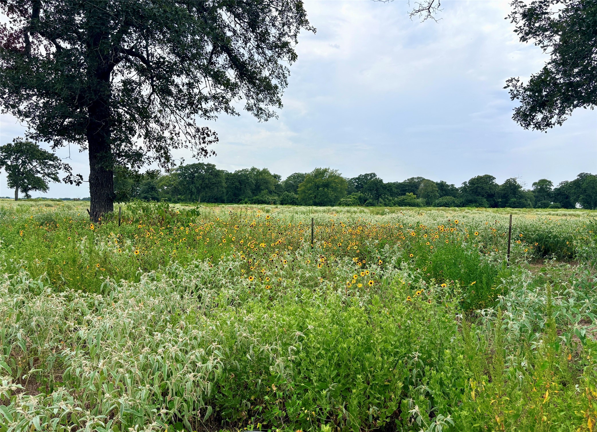 11529 Winstead Lane Calvert, TX 77837 - Photo 2 of 14 Fence line