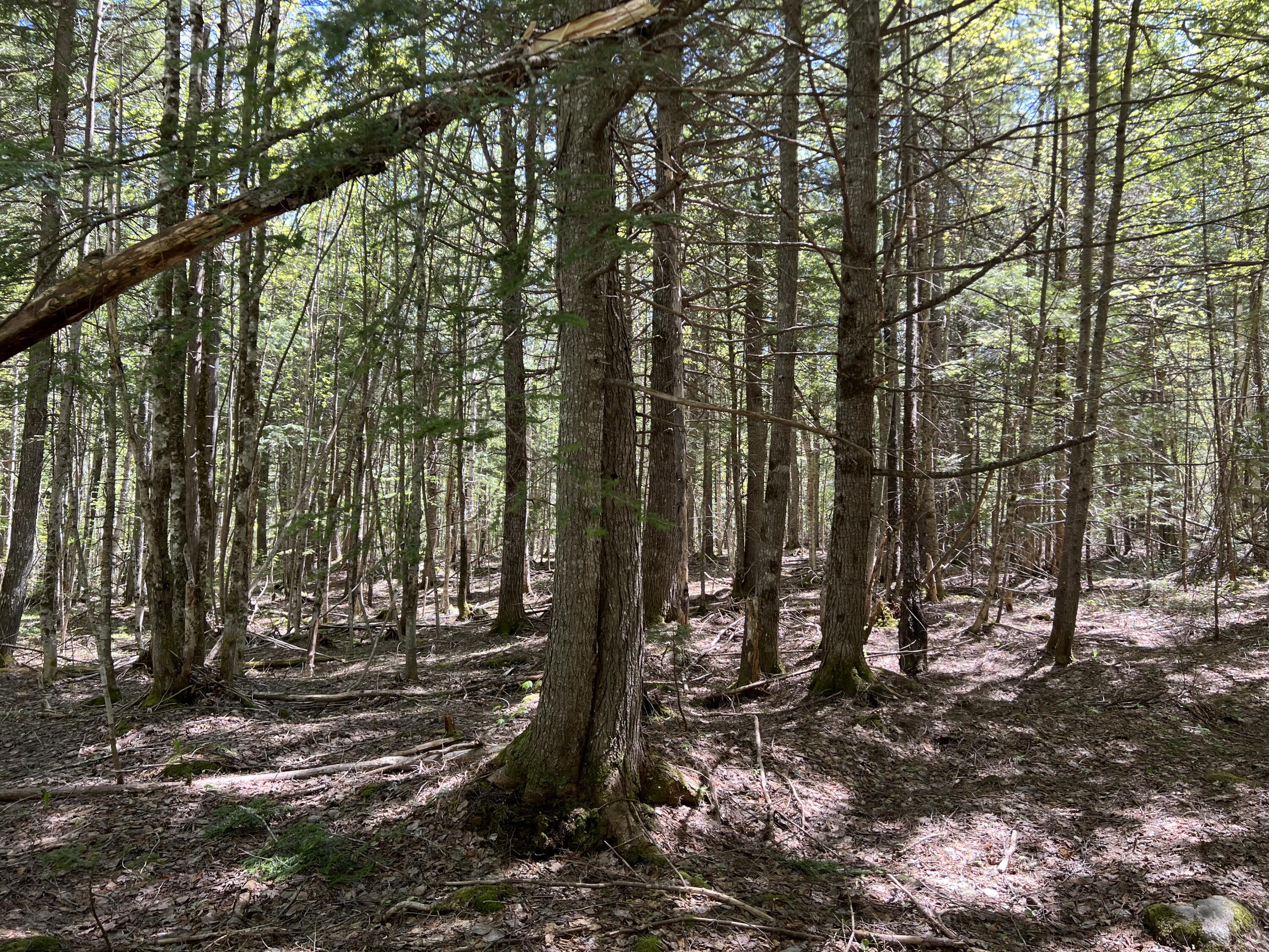 Lot 30 Mountain Road Linneus, ME 04730 - Photo 18 of 24 B7C9AA88-9BF4-46A3-B545-0899DAB86130