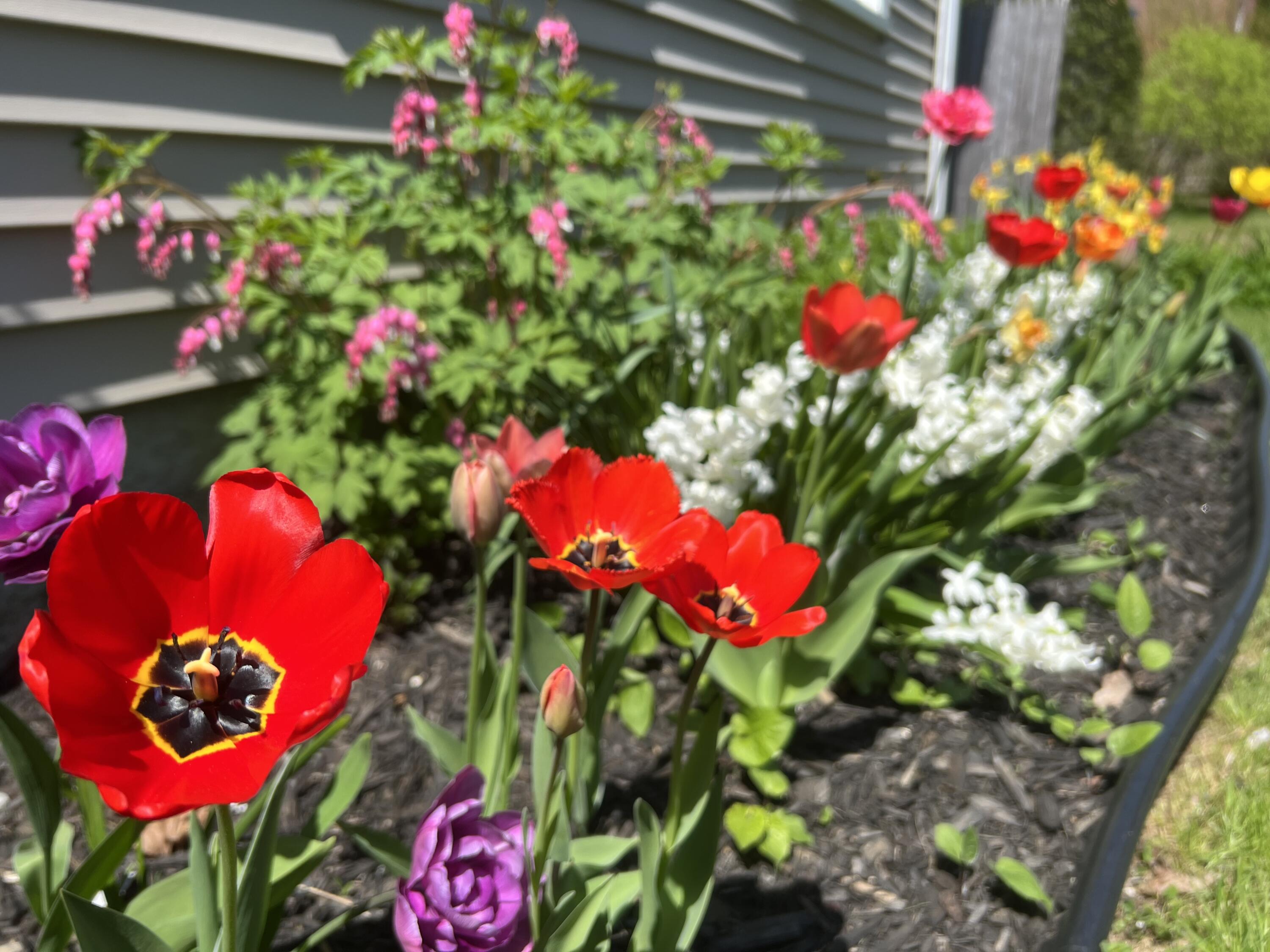 15 Wadsworth Street Thomaston, ME 04861 - Photo 62 of 66 More Flowers!