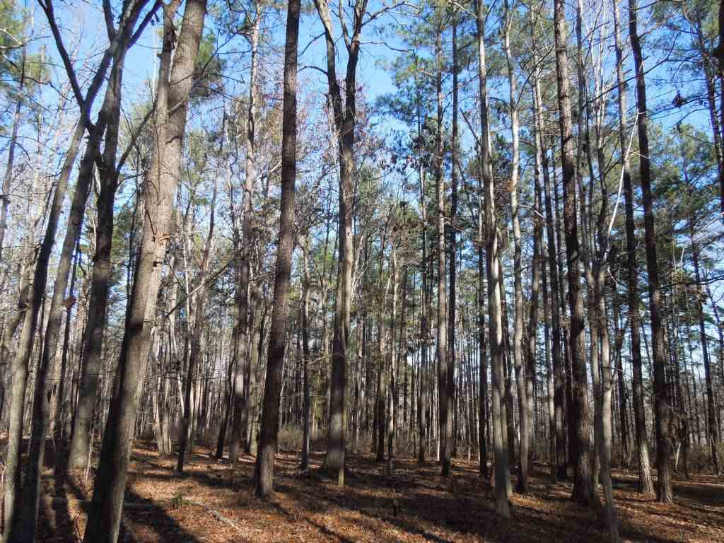 Eddie Perry Road Pittsboro, NC 27312 - Photo 8 of 12 Photo 8