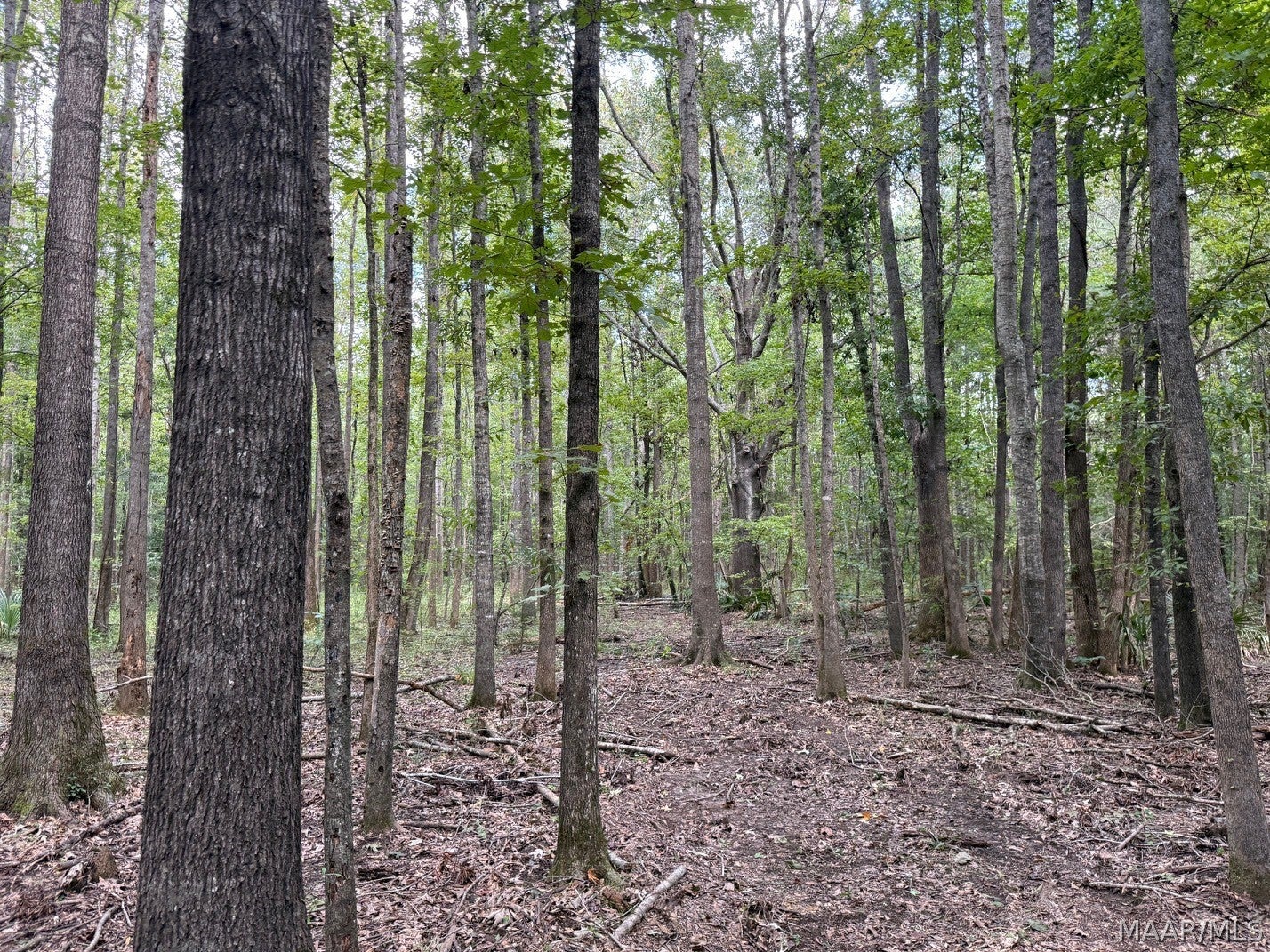 0 County Road 4 Road Fitzpatrick, AL 36029 - Photo 28 of 28 Gallery Image 28