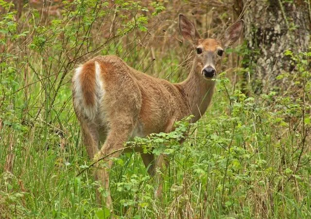 $83,500 | 1594 Rangeley Road, Phillips, ME 04966