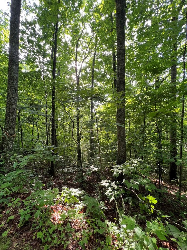 0 Laurel Drive Marble, NC 28905 - Photo 5 of 42