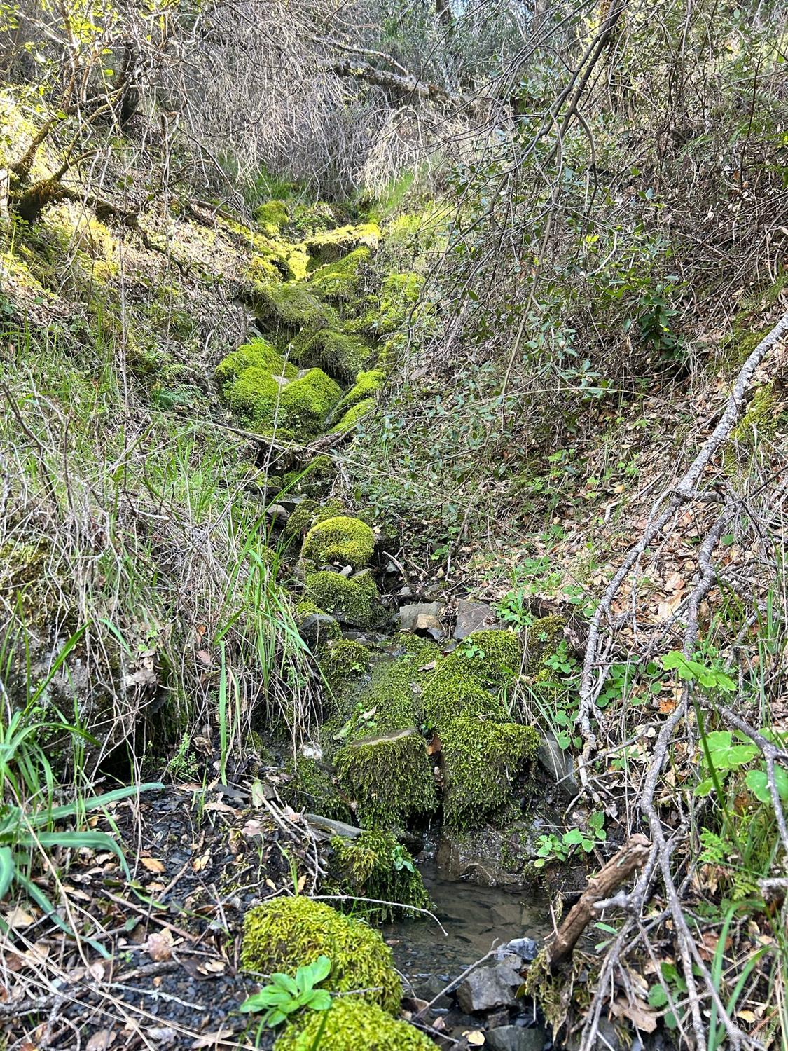 21165 Tomki Road Willits, CA 95490 - Photo 13 of 23 a plant that is in a garden