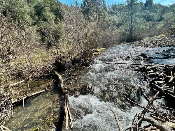 a view of a forest with a tree