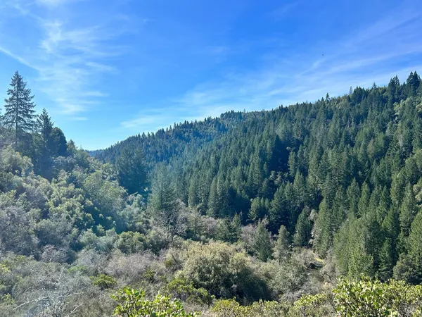 a view of a lush green forest with trees in the background