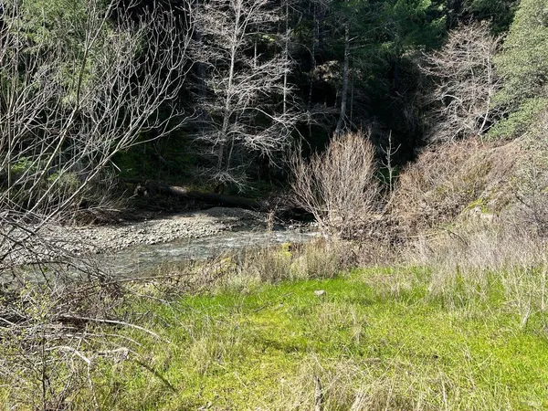 a view of a yard with large trees