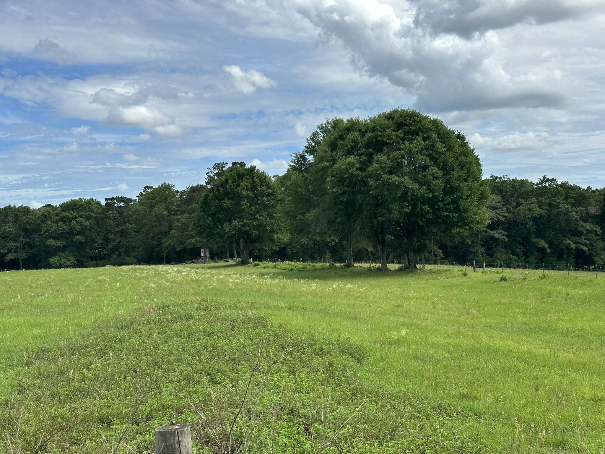 420 Gomillion Road Florala, AL 36442 - Photo 5 of 32 IMG_0036
