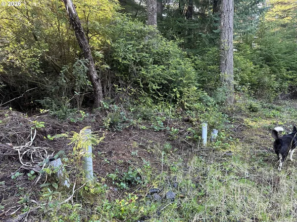 a view of a forest with a tree