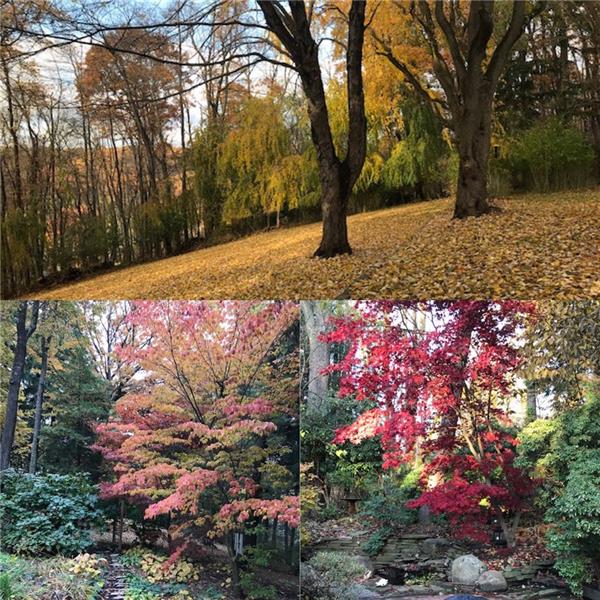 500 Fairview Road Pittsburgh, PA 15238 - Photo 18 of 19 Autumn colors are Breathtaking.