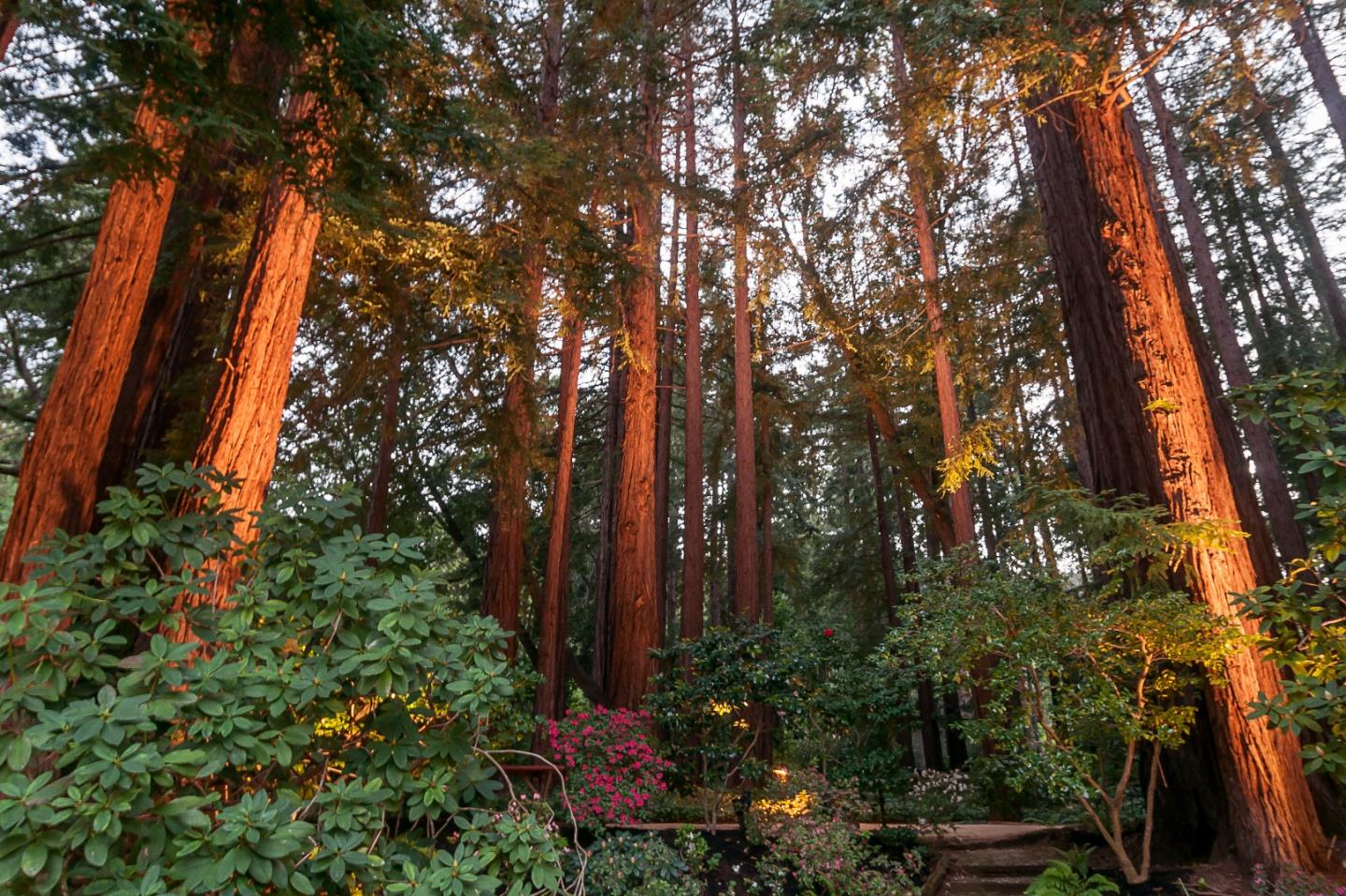 3470 Tripp Road Woodside, CA 94062 - Photo 31 of 34 a view of backyard with potted plants and large trees