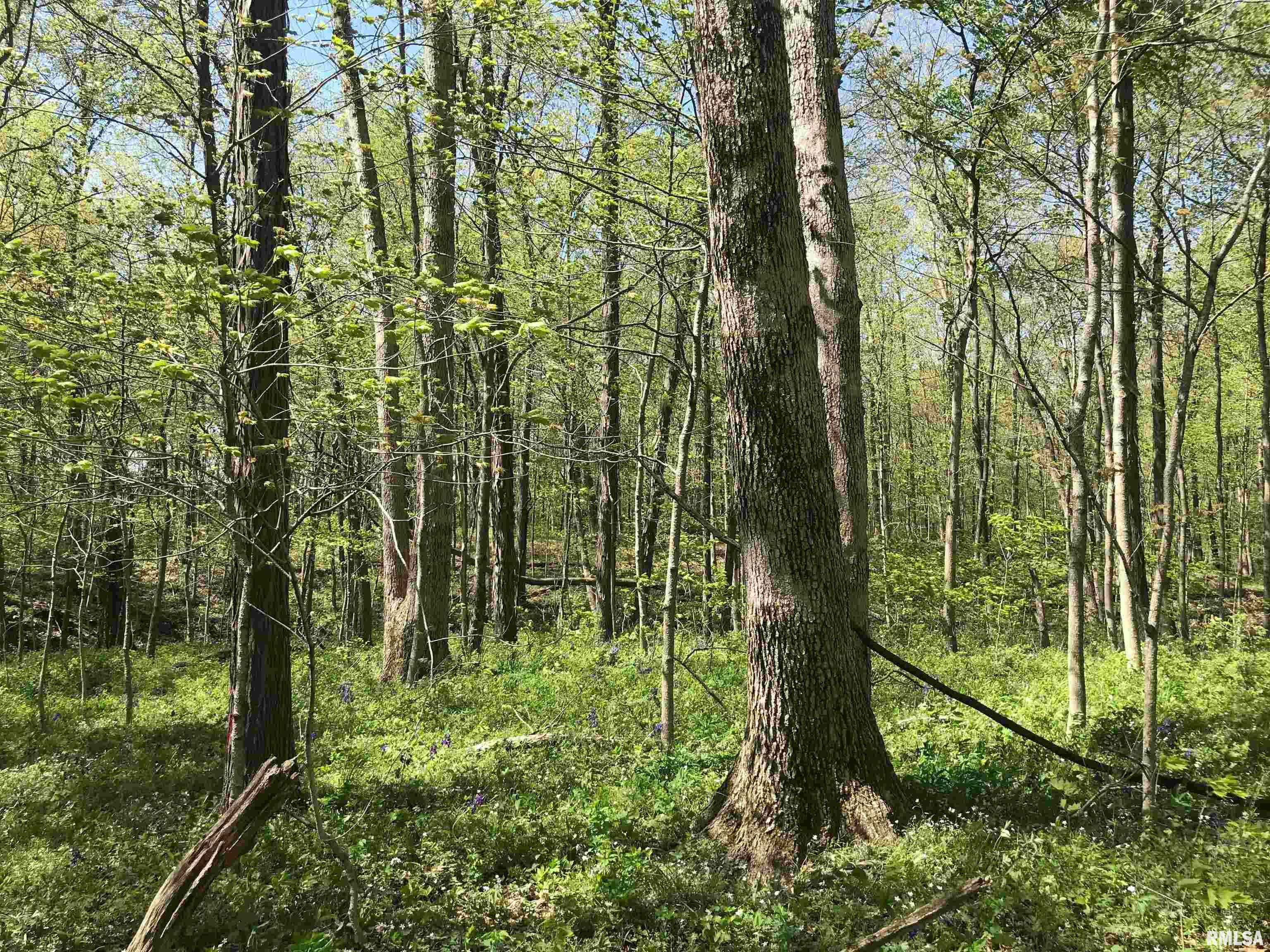 0 North 1900th Street Dieterich, IL 62424 - Photo 4 of 12