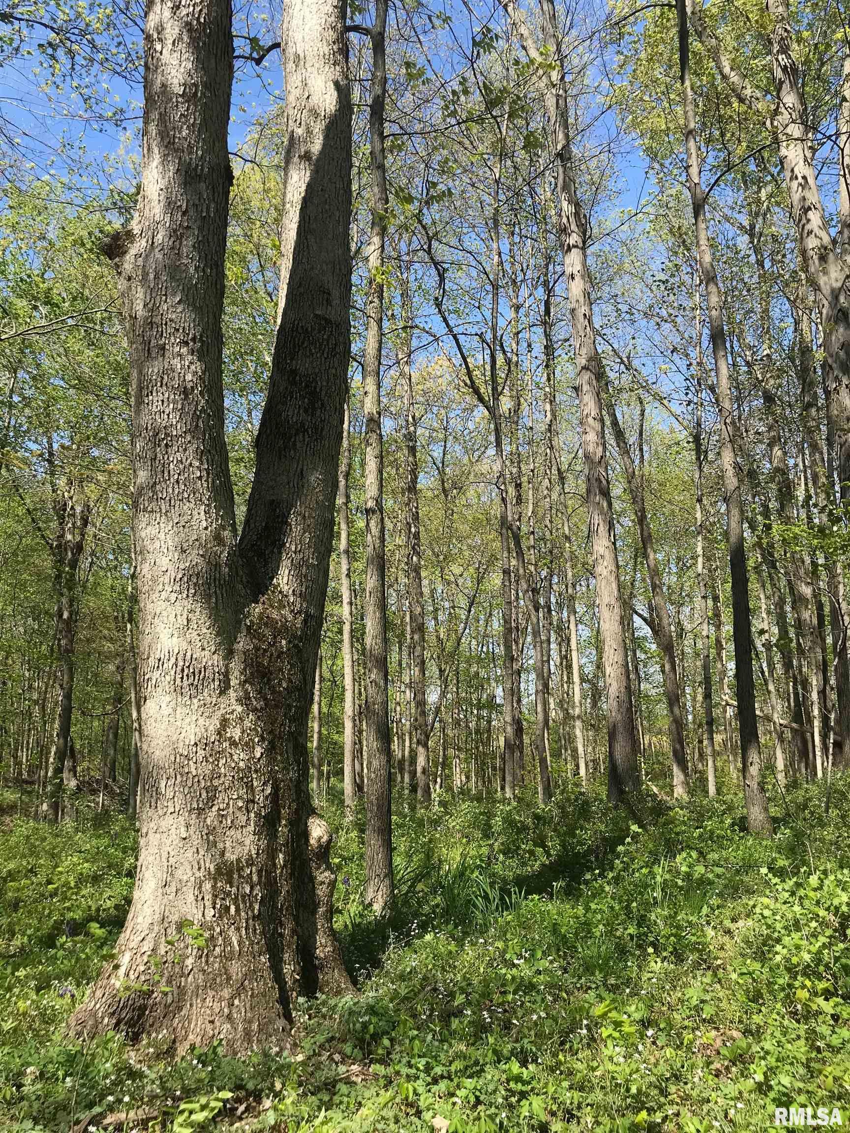 0 North 1900th Street Dieterich, IL 62424 - Photo 6 of 12