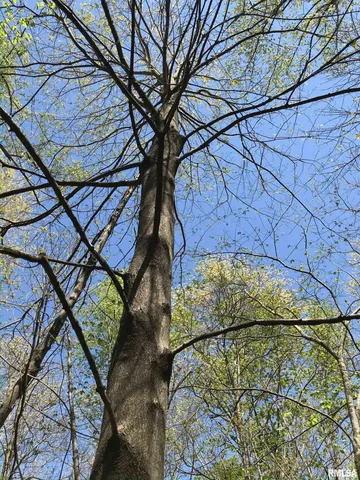 $34,500 | 0 North 1900th Street, Dieterich, IL 62424