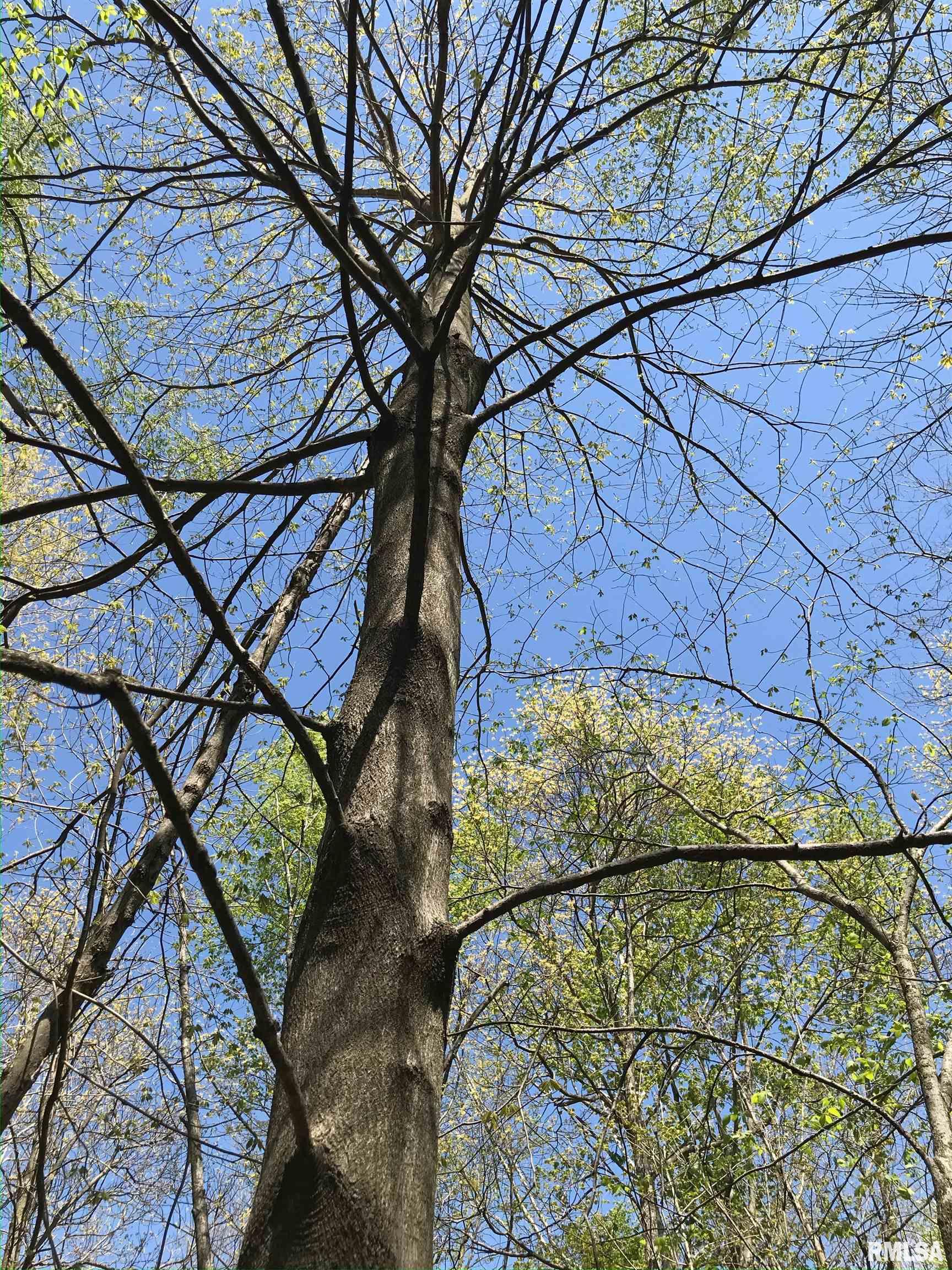 0 North 1900th Street Dieterich, IL 62424 - Photo 8 of 12