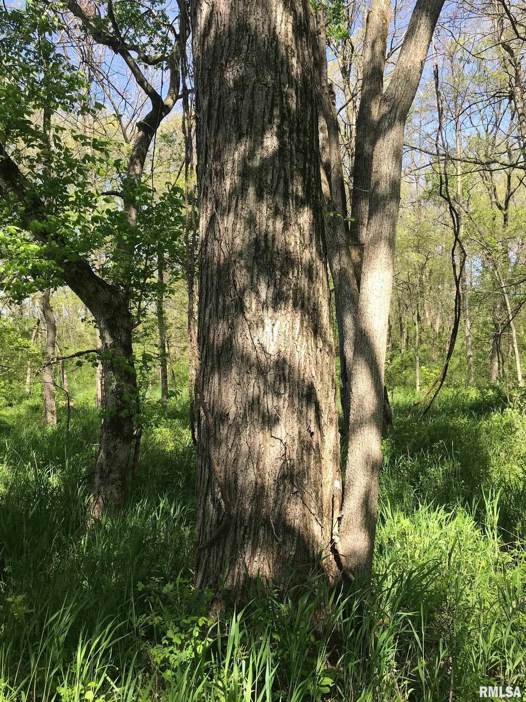 0 North 1900th Street Dieterich, IL 62424 - Photo 9 of 12