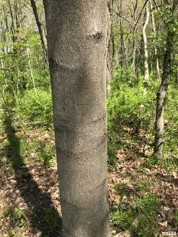 $34,500 | 0 North 1900th Street, Dieterich, IL 62424