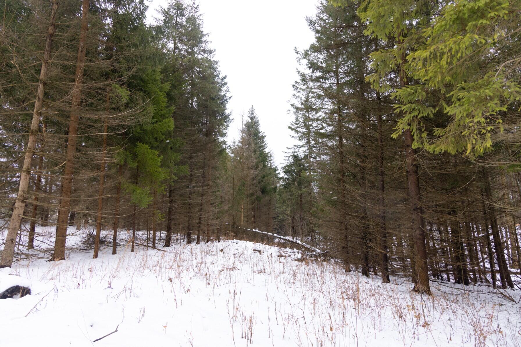 13402 15 Mile Road Leroy, MI 49655 - Photo 42 of 68 38