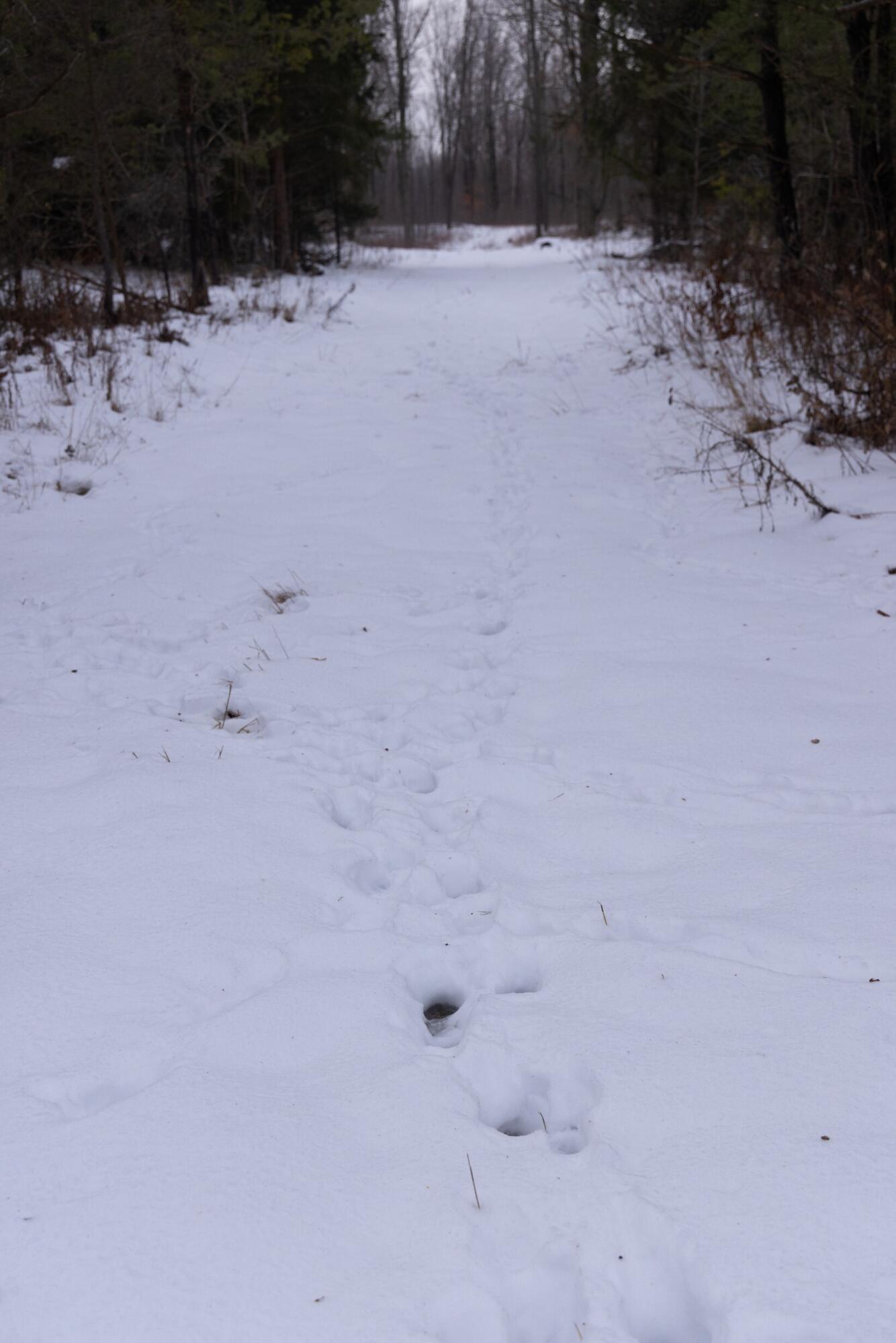 13402 15 Mile Road Leroy, MI 49655 - Photo 44 of 68 40