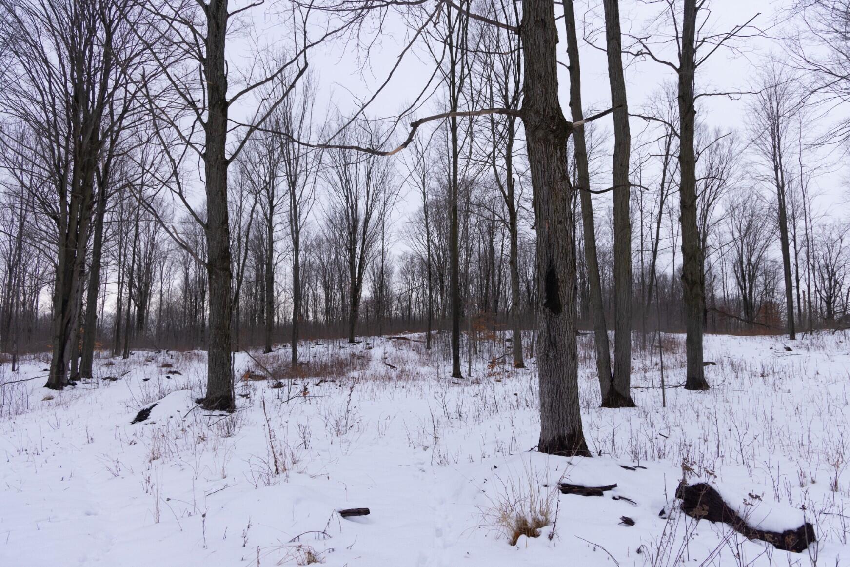 13402 15 Mile Road Leroy, MI 49655 - Photo 46 of 68 42