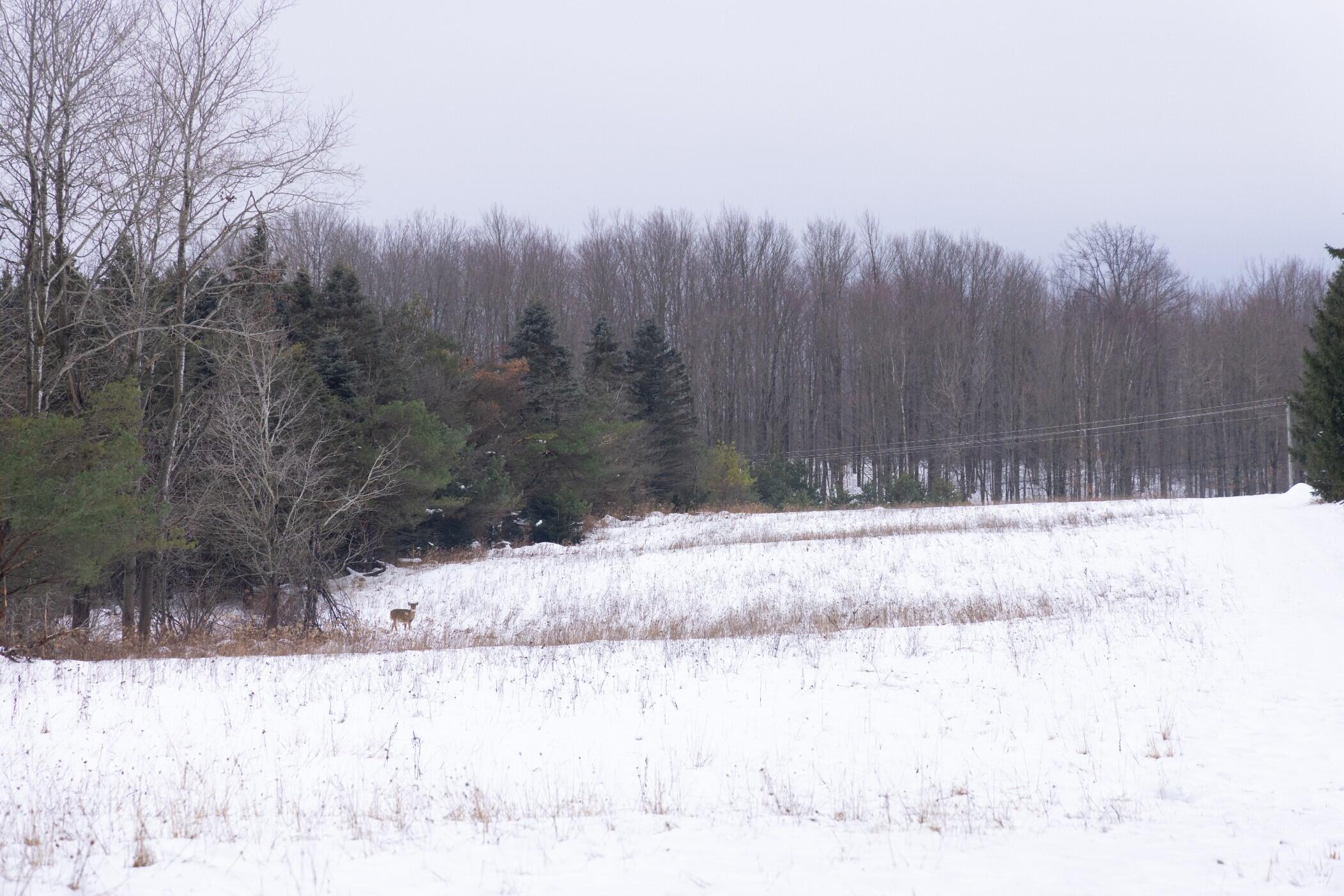 13402 15 Mile Road Leroy, MI 49655 - Photo 50 of 68 46