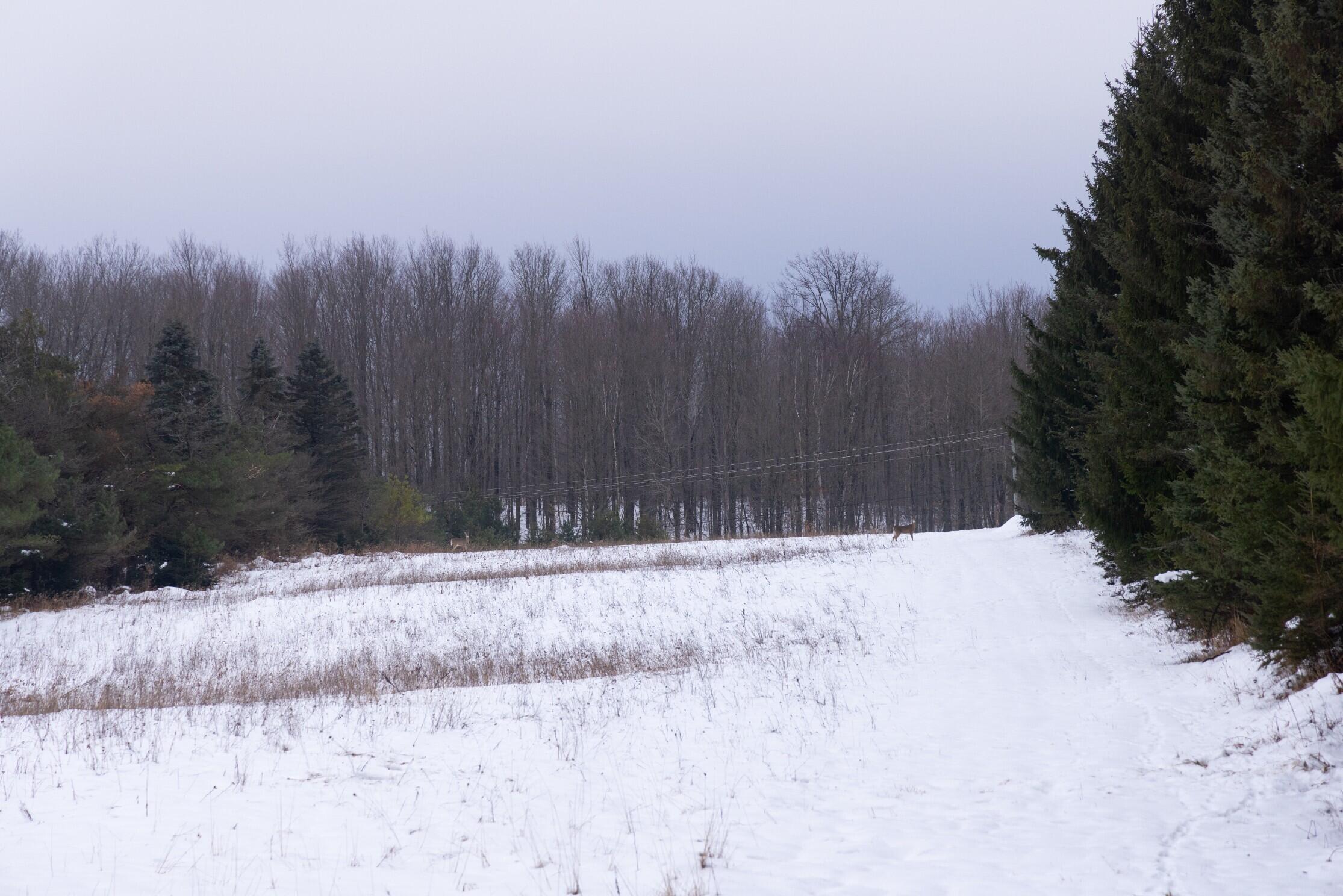 13402 15 Mile Road Leroy, MI 49655 - Photo 52 of 68 48