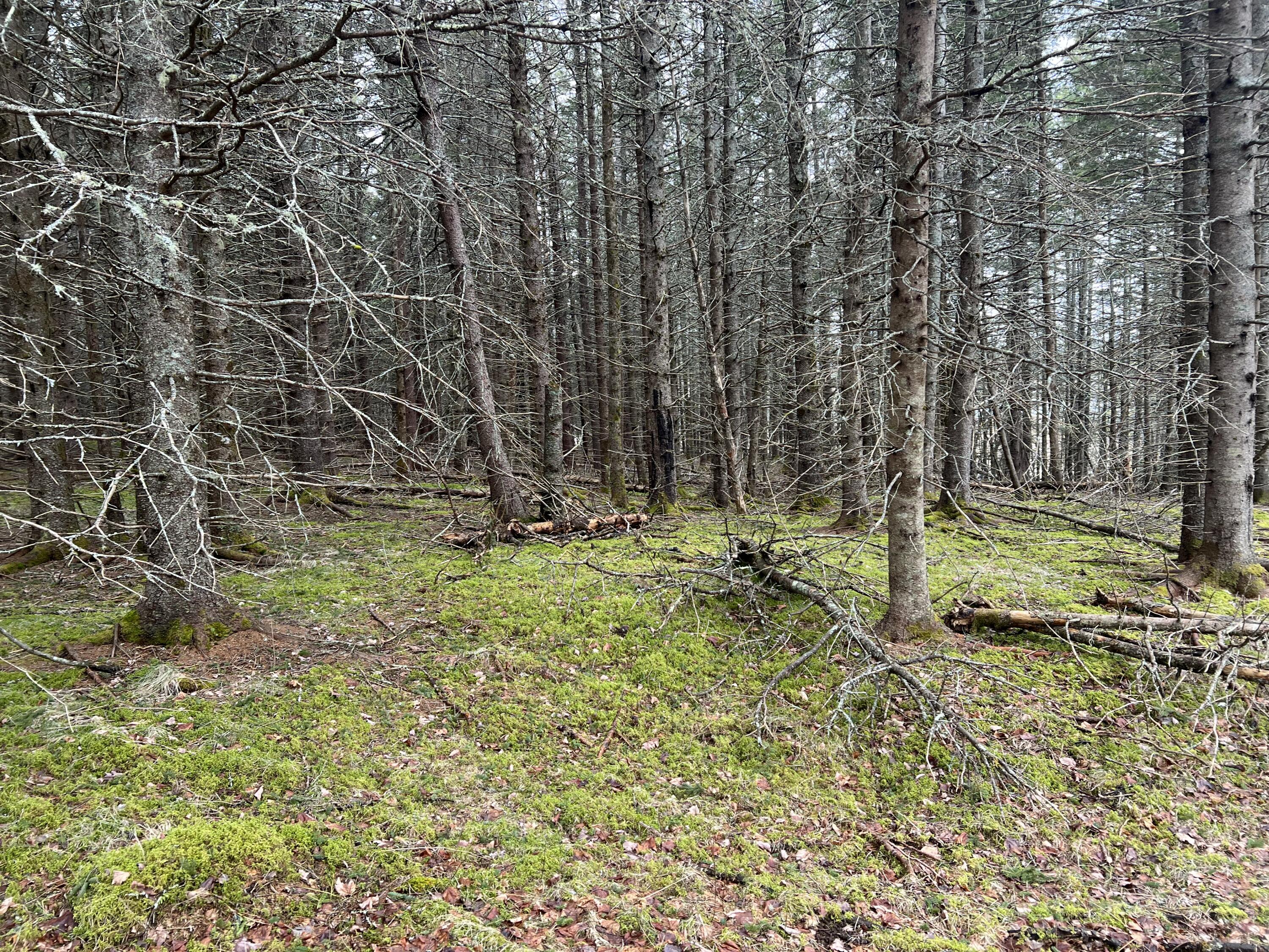 0 Kansas Road Milbridge, ME 04658 - Photo 7 of 12 IMG_7211