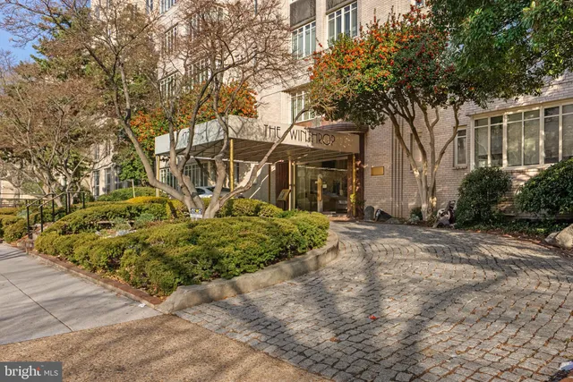 a view of a yard with plants and large trees