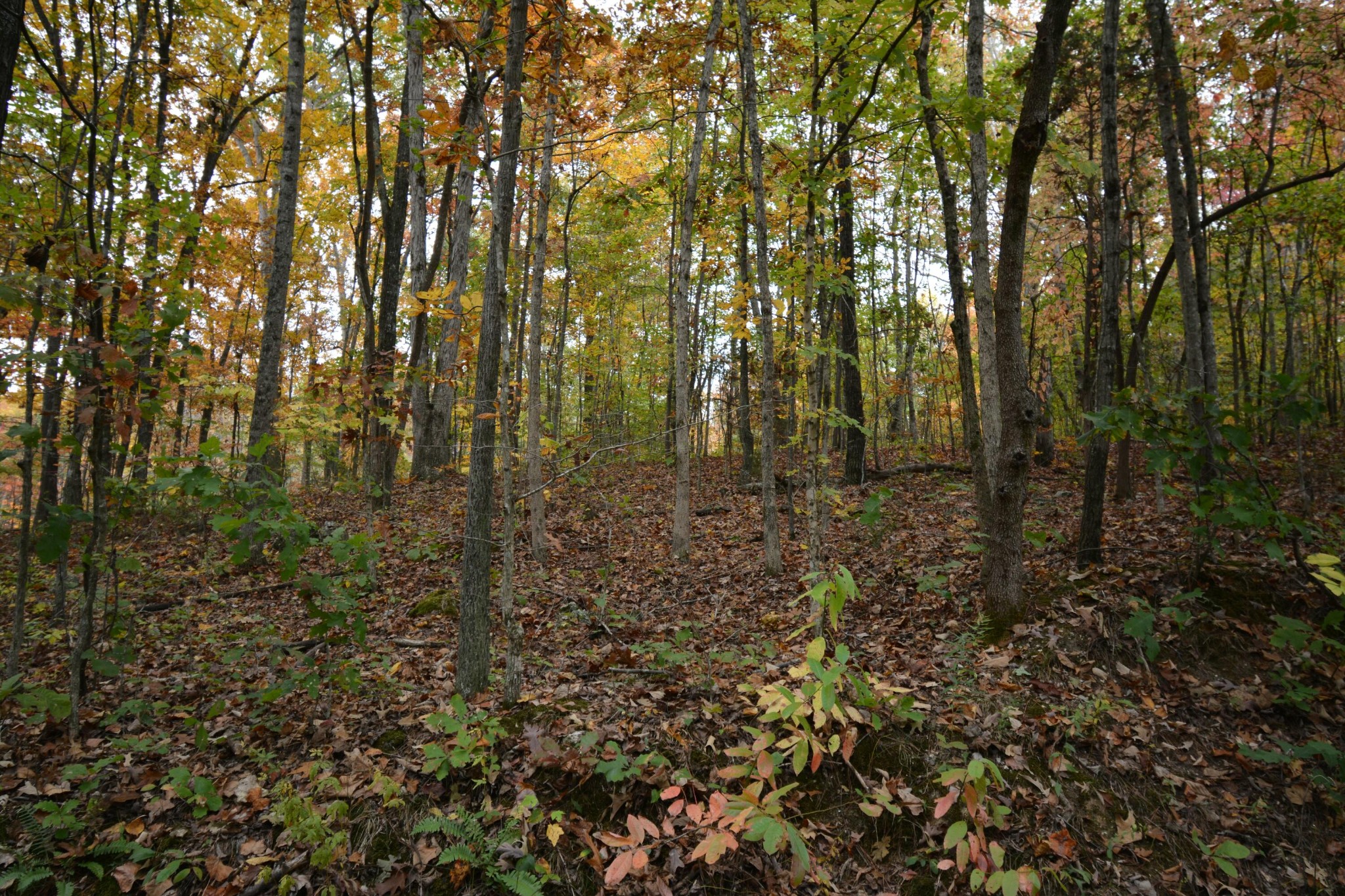 0 County Road 181 Decatur, TN 37322 - Photo 11 of 16 a view of a forest with trees in front of it