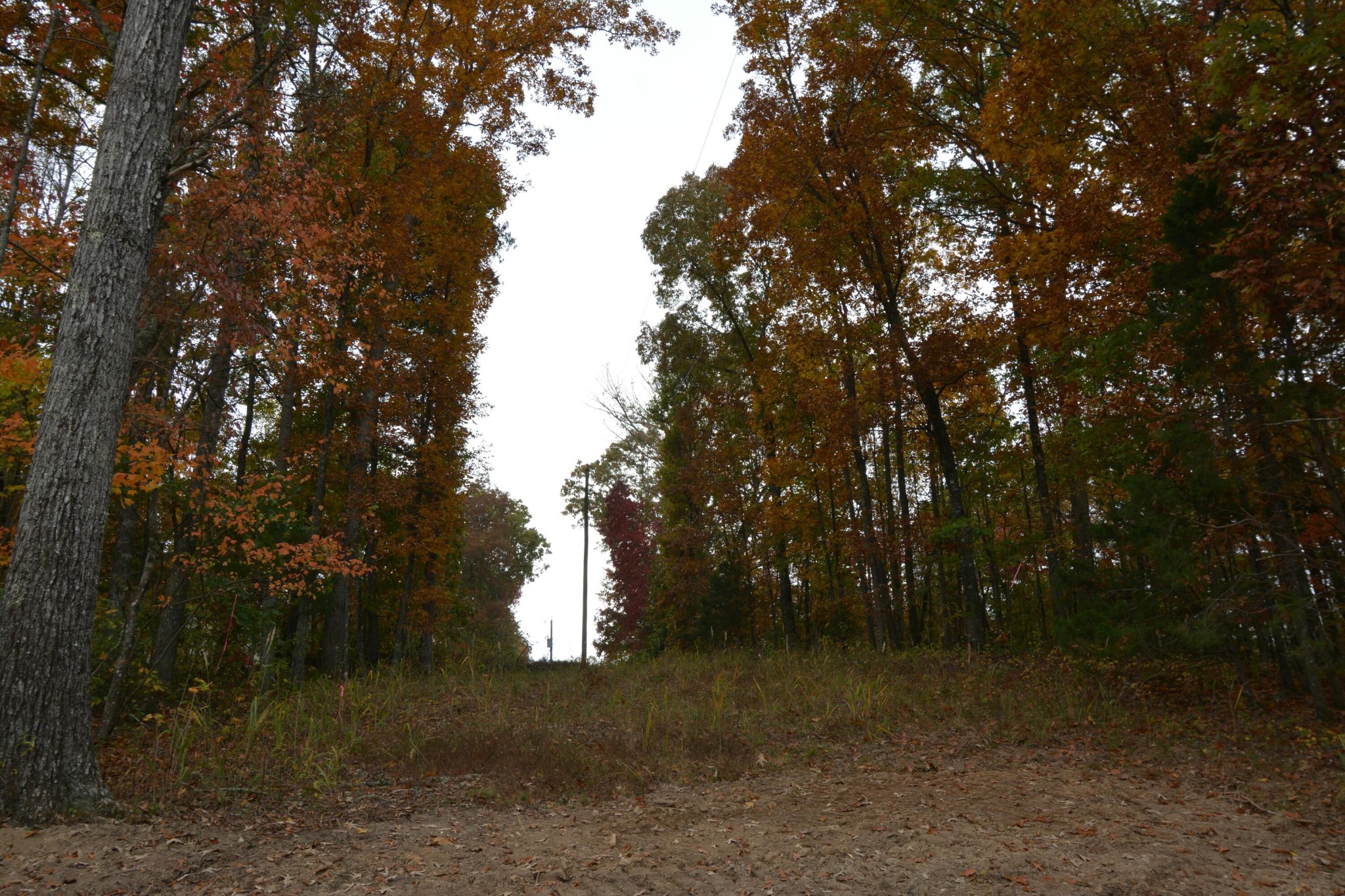 0 County Road 181 Decatur, TN 37322 - Photo 14 of 16
