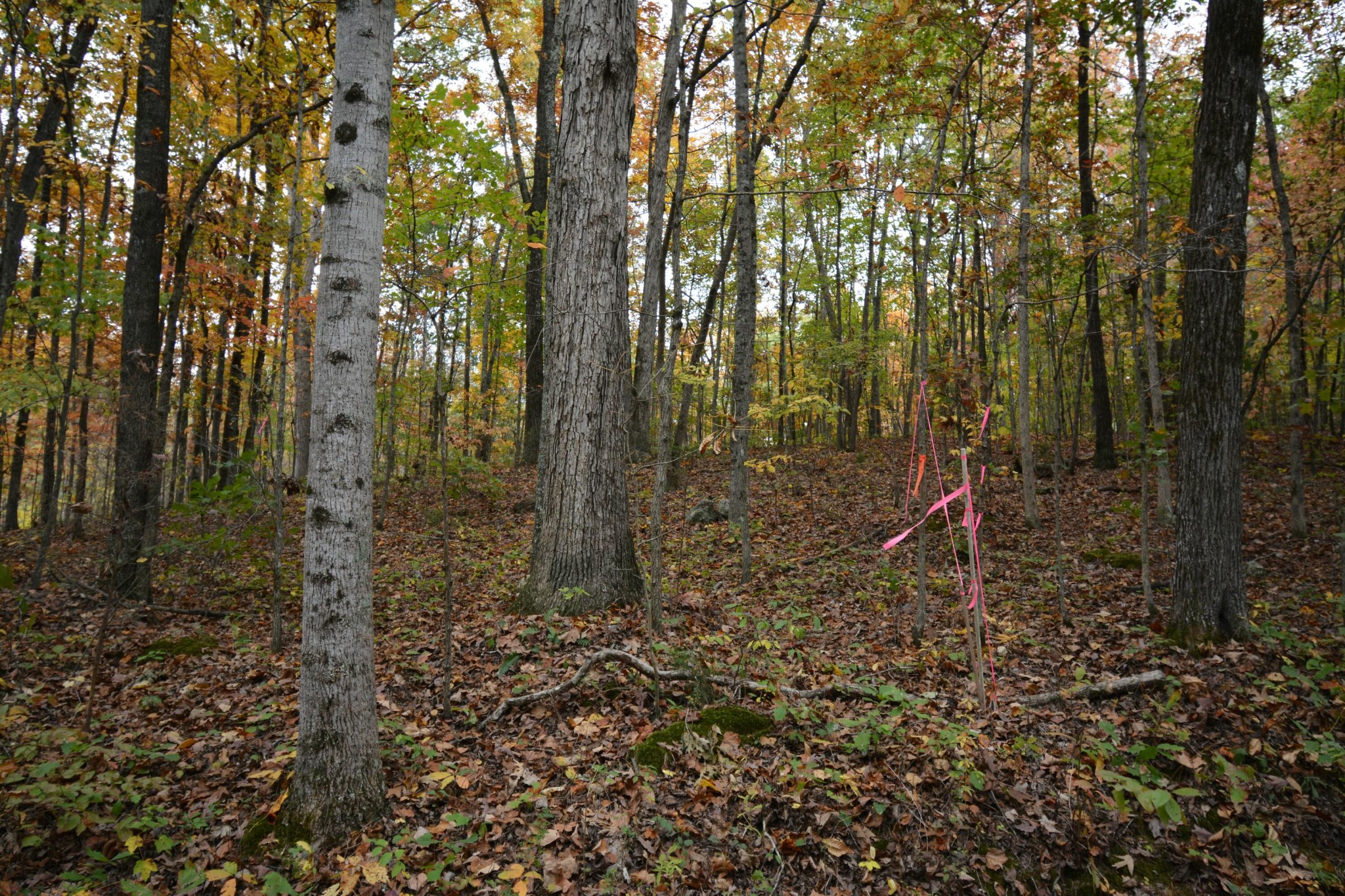 0 County Road 181 Decatur, TN 37322 - Photo 15 of 16 a flag is sitting in the middle of forest