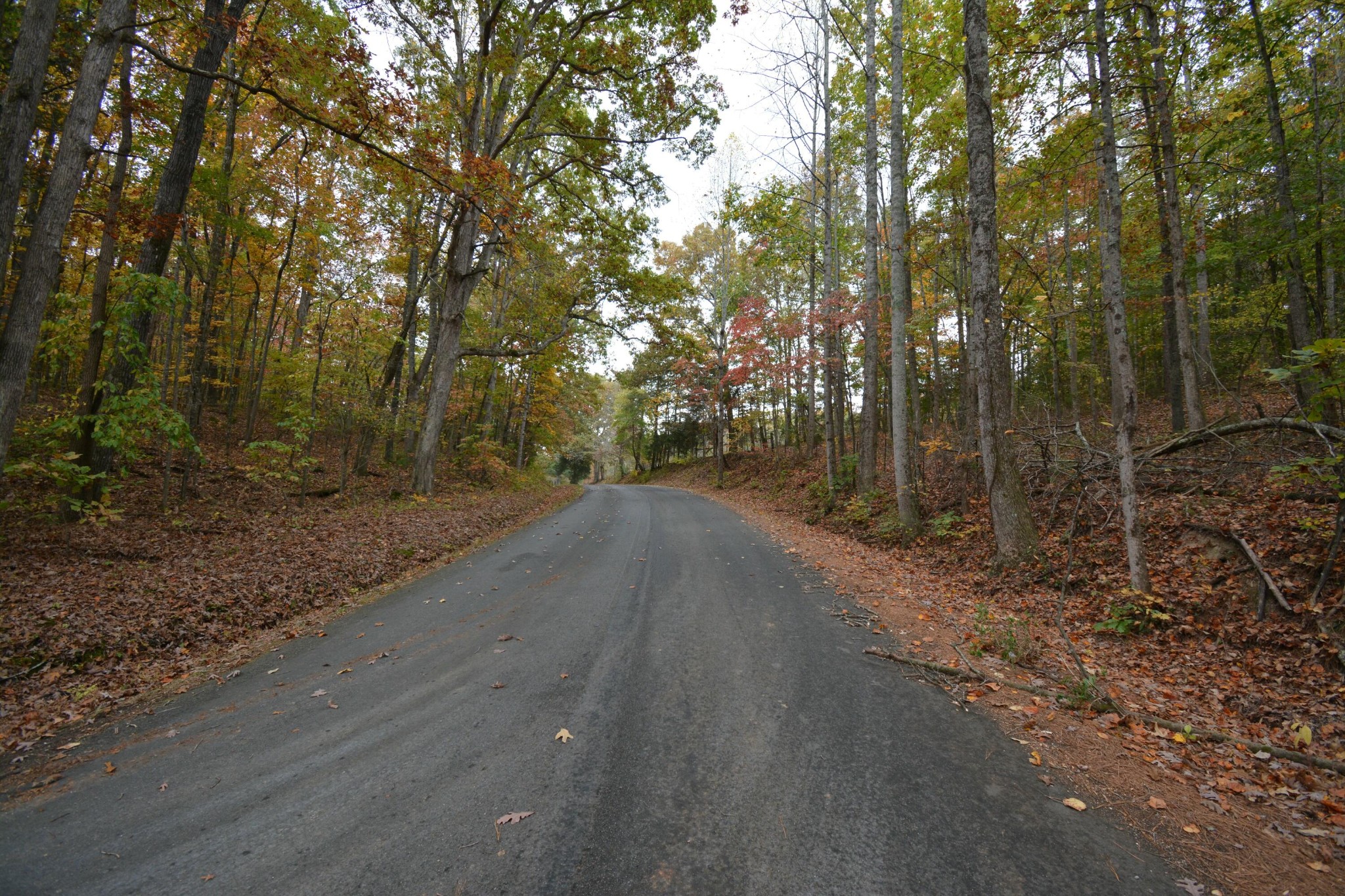 0 County Road 181 Decatur, TN 37322 - Photo 8 of 16 a view of a backyard with large trees