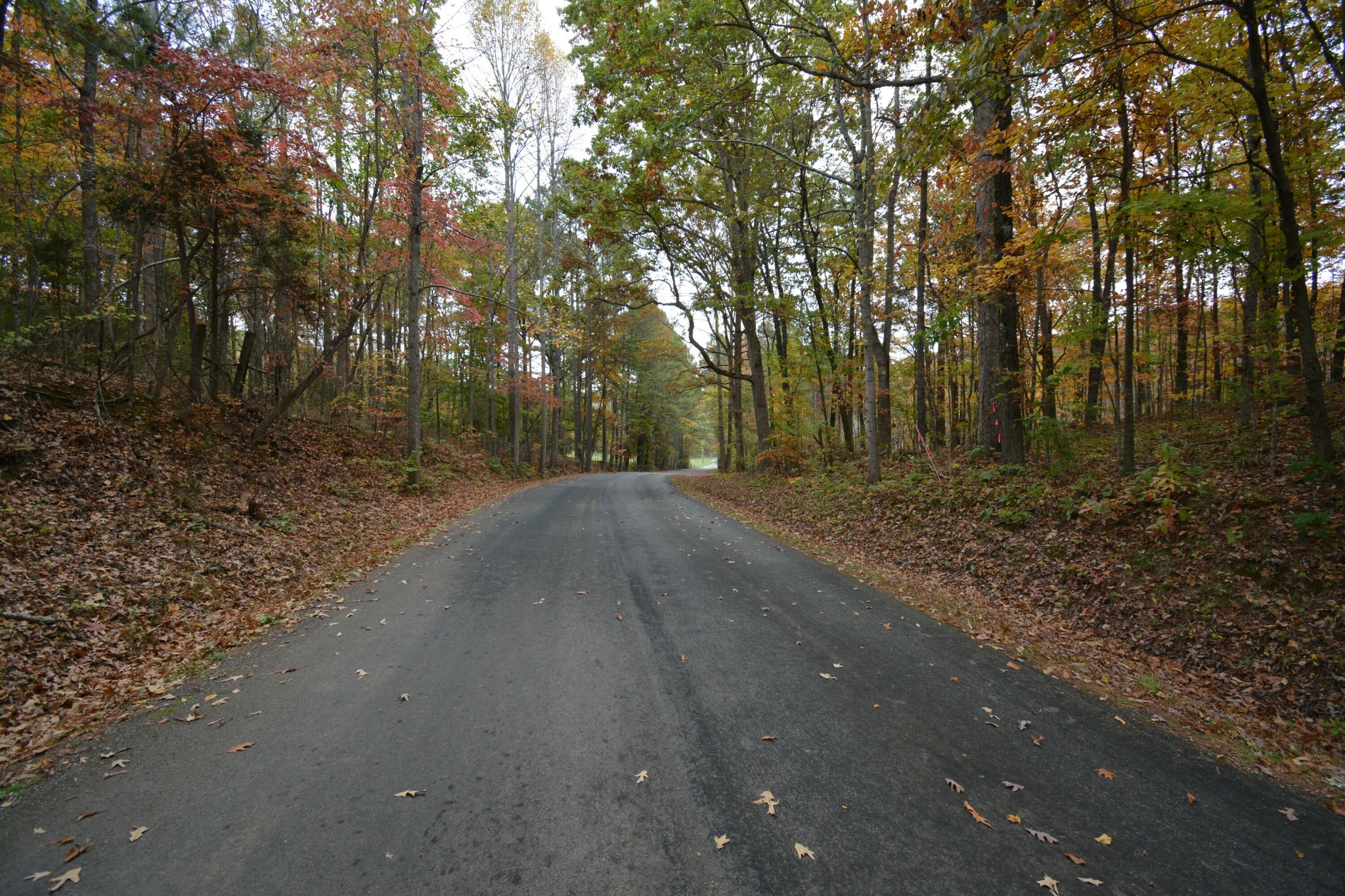 0 County Road 181 Decatur, TN 37322 - Photo 9 of 16 a view of a road with a trees